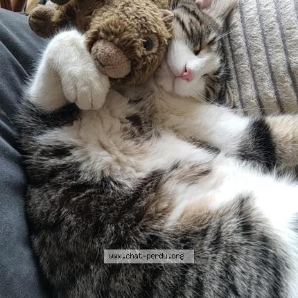 Photo 1/1 Pistache Chat lost in Tarare