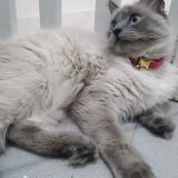 Picture of cat lost at Bezons