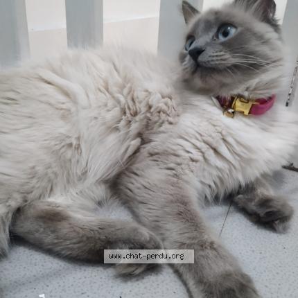 Photo 1/1 Nelly Chat lost in Bezons