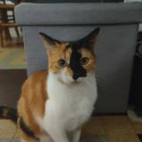 Picture of cat lost at Evron