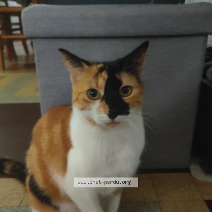 Photo 1/1 Lily Chat lost in Evron