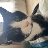 Picture of cat lost at Saint Quentin