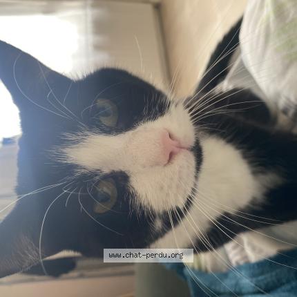 Photo 1/1 Figaro Chat lost in Saint quentin