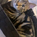 Picture of cat lost at Laon