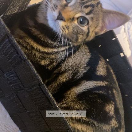 Photo 1/1 Popome Chat lost in Laon