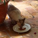 Picture of cat lost at Toulouse