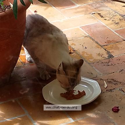 Photo 1/1 FIFI Chat lost in Toulouse