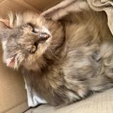 Picture of cat found at Le Passage D Agen