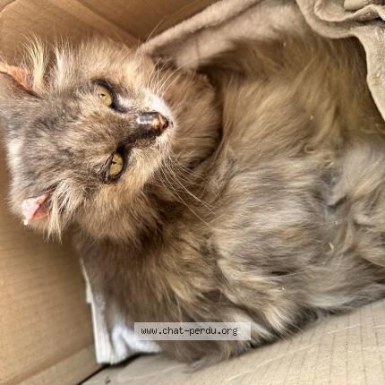 Photo 1/1 Found cat Found in Le passage d agen