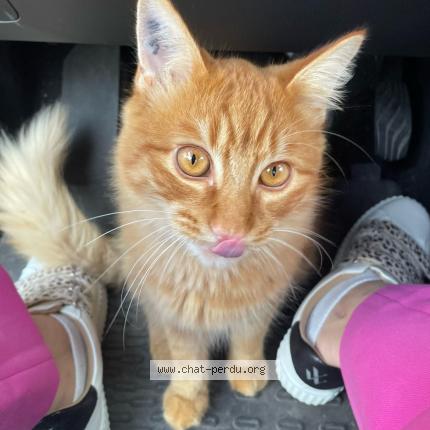 Photo 1/1 Simba Chat lost in Marseillan