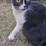 Picture of cat lost at Villeneuve Saint Georges