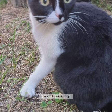 Photo 1/3 GISQUETTE Chat lost in Villeneuve saint georges