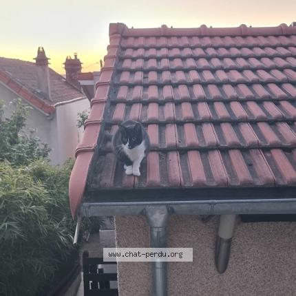 Photo 2/3 GISQUETTE Chat lost in Villeneuve saint georges