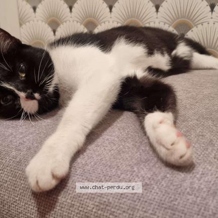 Photo 3/3 GISQUETTE Chat lost in Villeneuve saint georges