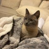 Picture of cat lost at La Seyne Perdu