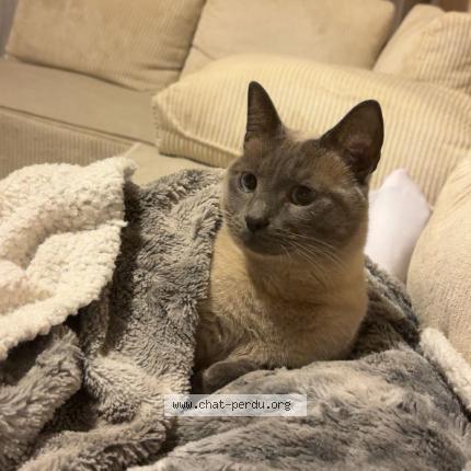 Photo 1/1 Tigrou Chat lost in La seyne perdu