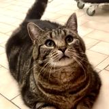 Picture of cat lost at Nantes