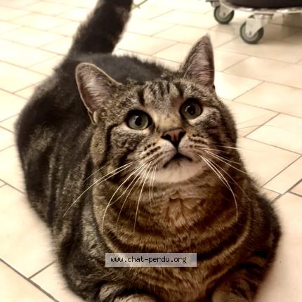 Photo 1/1 YOUPI Chat lost in Nantes