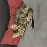 Picture of cat lost at Martignas Sur Jalle