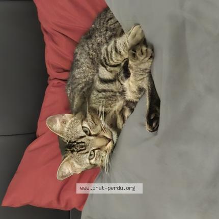 Photo 1/1 Chanel Chat lost in Martignas sur jalle