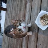 Picture of cat found at Chomedey Laval