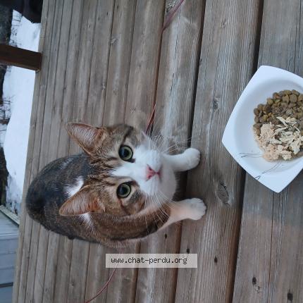 Photo 1/1 Found cat Found in Chomedey laval