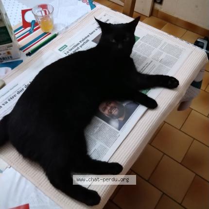 Photo 1/1 Nouquette Chat lost in St georges des coteaux