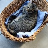 Picture of cat lost at Avignon