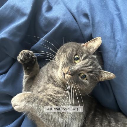 Photo 1/1 Nala Chat lost in Juigne sur loire