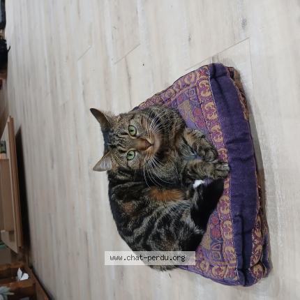 Photo 1/1 Lucette Chat lost in Montauban