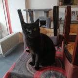Picture of cat lost at Perpignan
