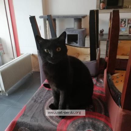 Photo 1/1 Loki Chat lost in Perpignan