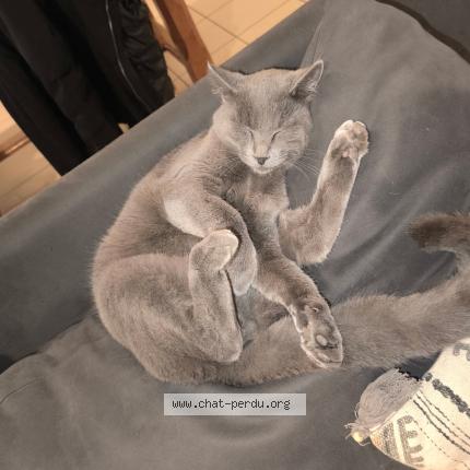 Photo 1/1 Trex Chat lost in Andancette