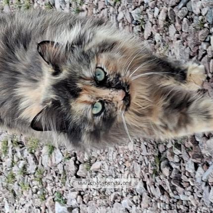 Photo 1/1 April Chat lost in Charolles