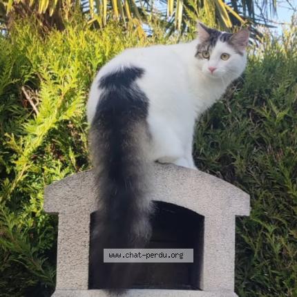 Photo 1/1 Nougat Chat lost in Roissy en brie