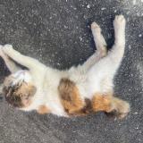 Picture of cat found at Portet Sur Garonne