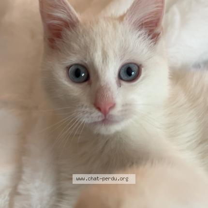 Photo 1/1 Snow Chat lost in Tourcoing