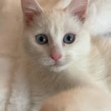 Picture of cat lost at Tourcoing