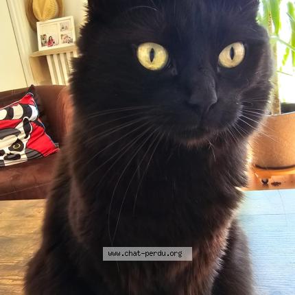 Photo 1/2 Mademoiselle Chat lost in Autainville