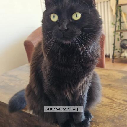 Photo 2/2 Mademoiselle Chat lost in Autainville