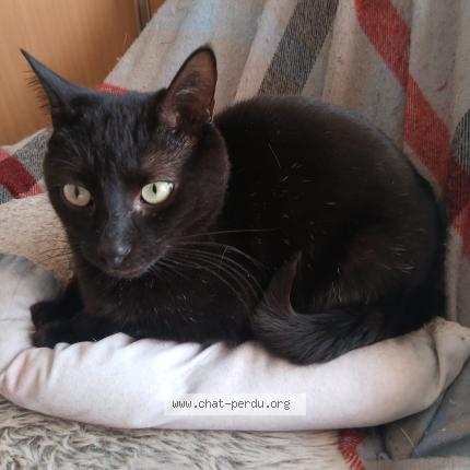 Photo 1/1 Onix Chat lost in Talais