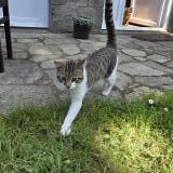 Picture of cat found at Plerguer