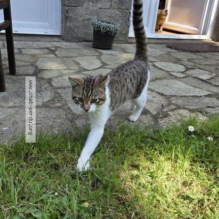 Photo 1/1 Found cat Found in Plerguer