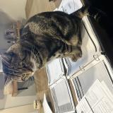 Picture of cat lost at Quebec