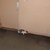 Picture of cat found at Cherbourg En Cotentin