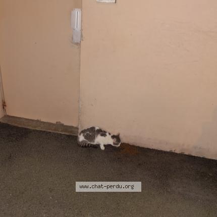Photo 1/1 Found cat Found in Cherbourg en cotentin