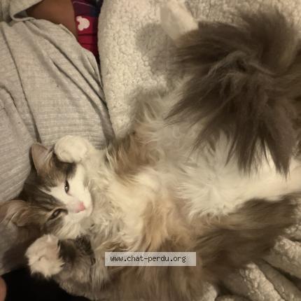 Photo 1/1 Simba Chat lost in Checy