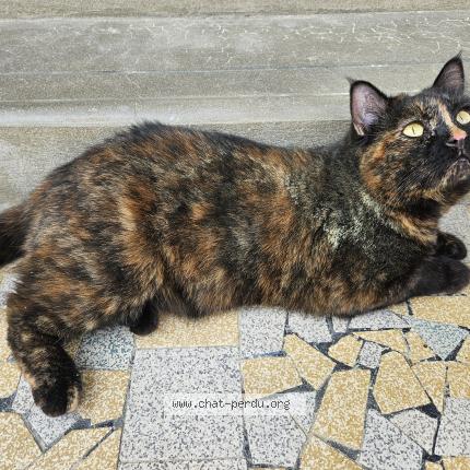 Photo 1/1 Biboune Chat lost in Domino