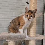 Picture of cat lost at Eysines