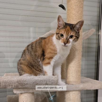 Photo 1/1 Cannelle Chat lost in Eysines